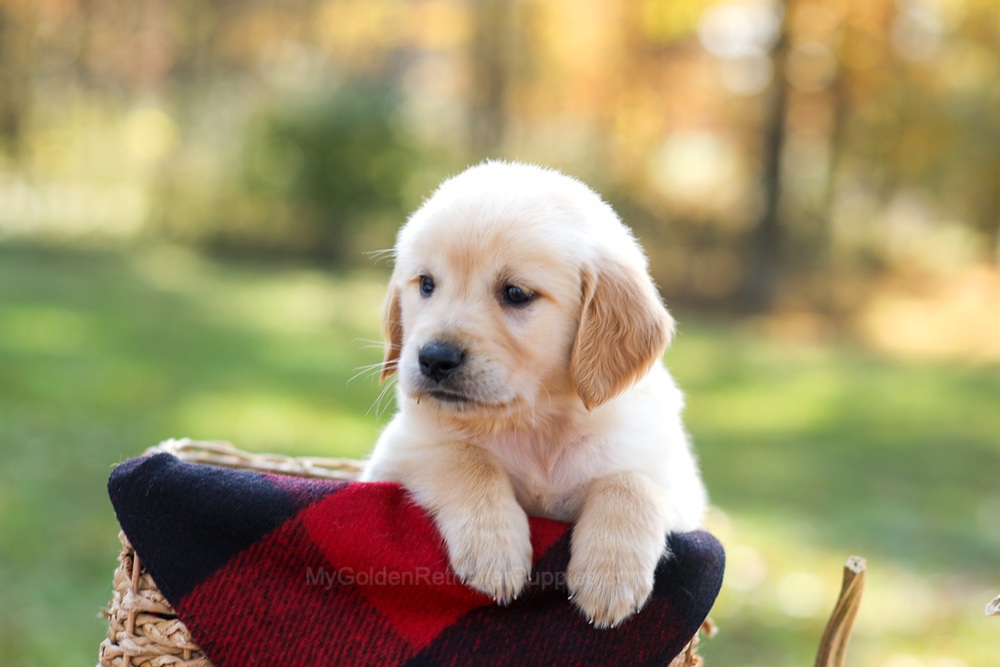 Mason Image of Mason, a Golden Retriever puppy