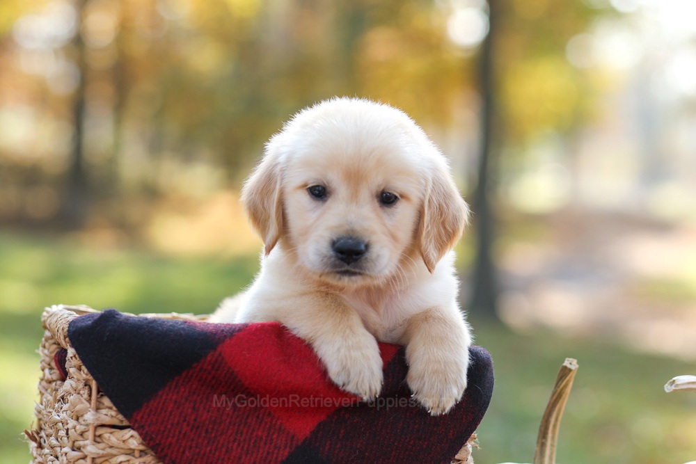 Mason Image of Mason, a Golden Retriever puppy