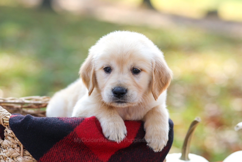 Mason Image of Mason, a Golden Retriever puppy