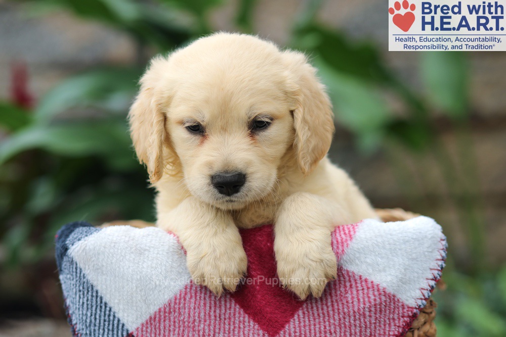 Mason Image of Mason, a Golden Retriever puppy