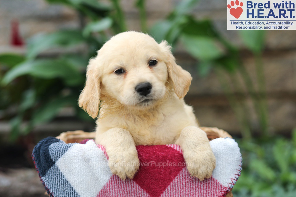 Mason Image of Mason, a Golden Retriever puppy