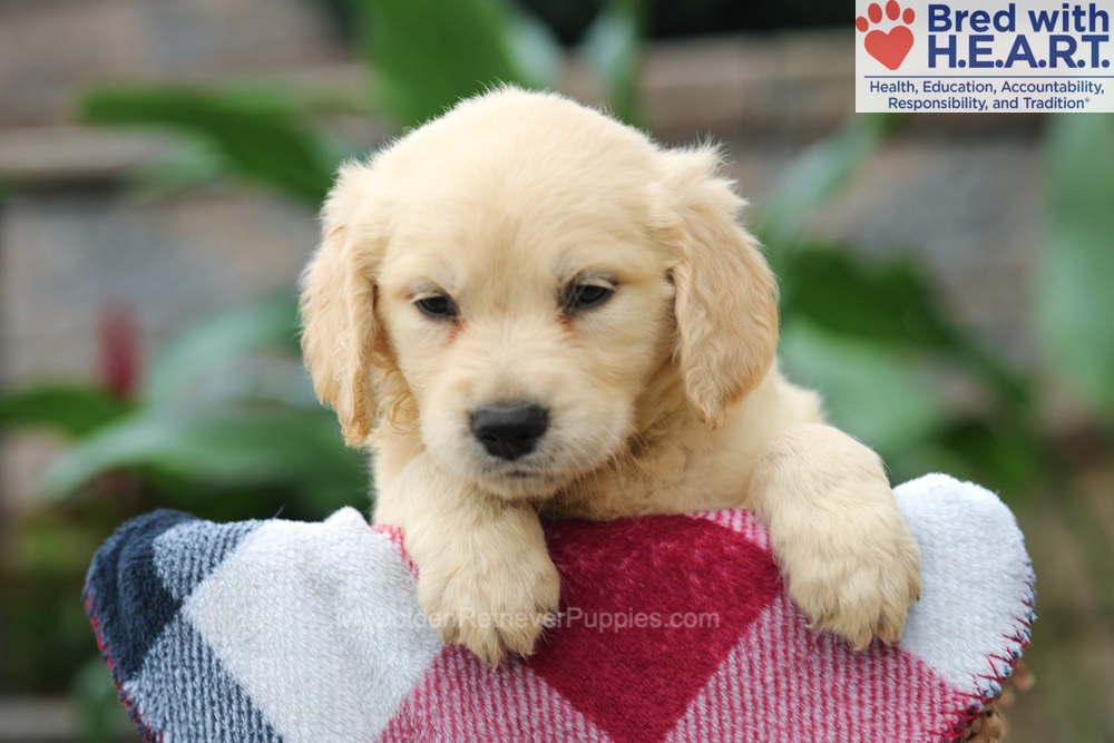 Mason Image of Mason, a Golden Retriever puppy