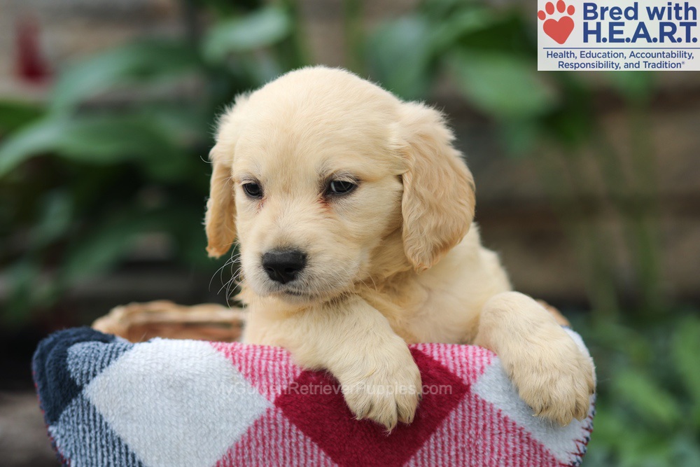 Mason Image of Mason, a Golden Retriever puppy