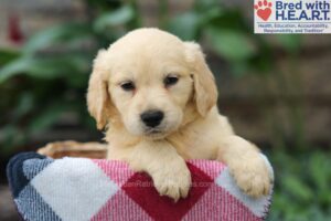 Image of Mason, a Golden Retriever puppy