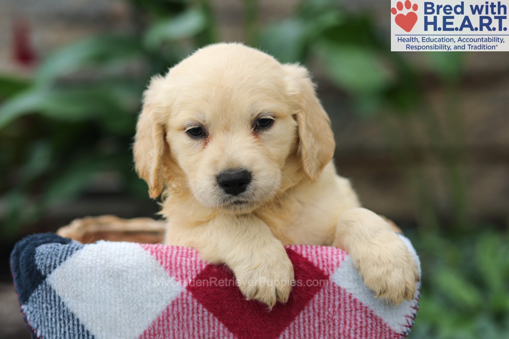 Mason Image of Mason, a Golden Retriever puppy