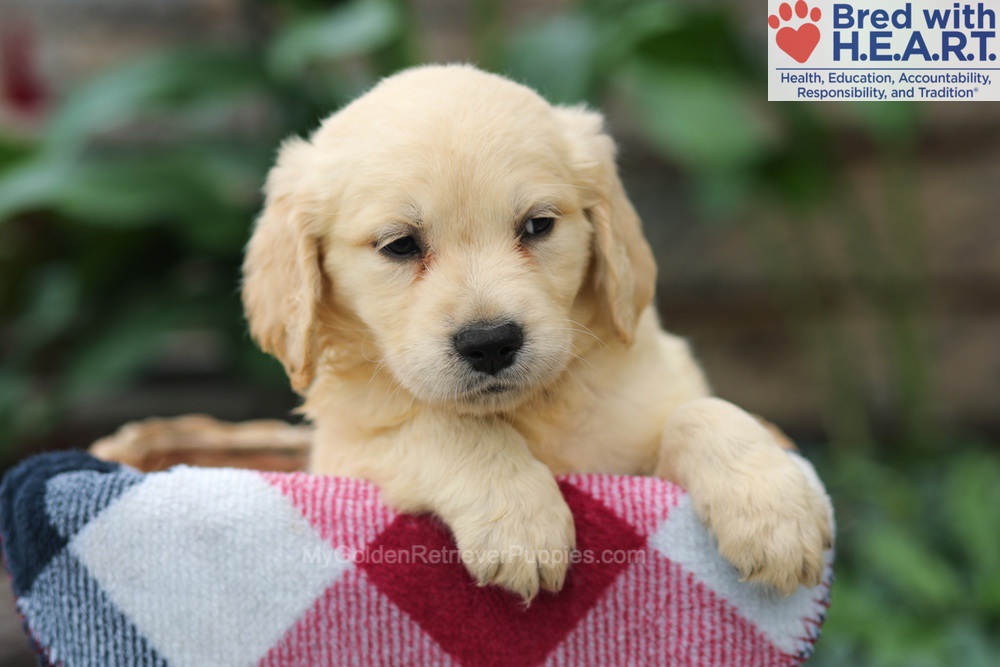 Mason Image of Mason, a Golden Retriever puppy