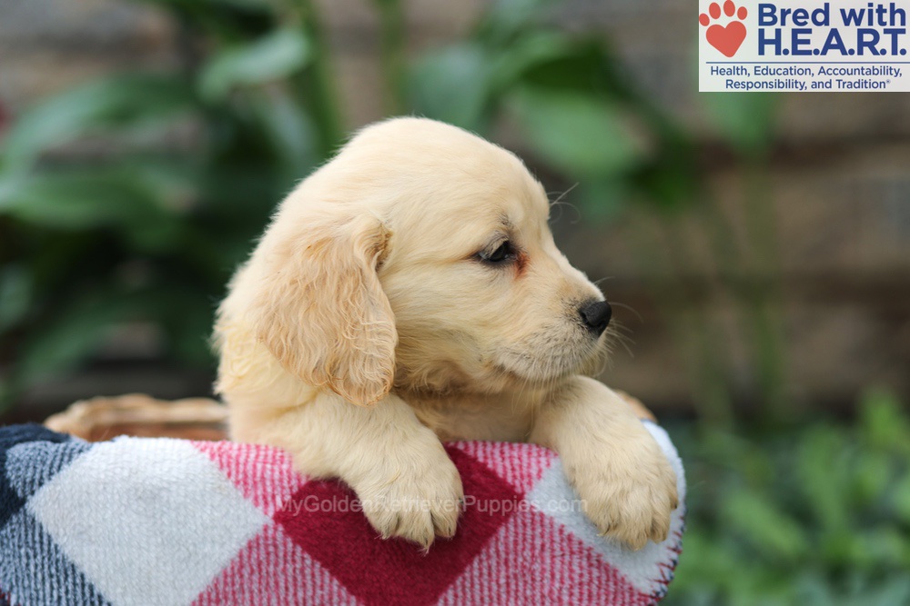 Mason Image of Mason, a Golden Retriever puppy