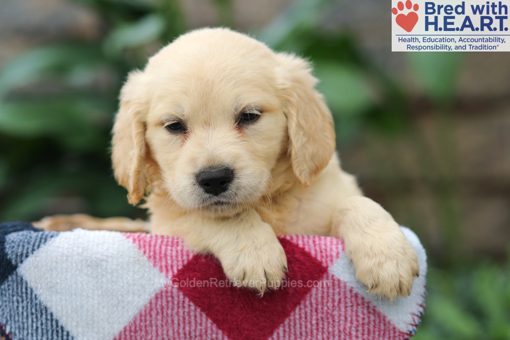 Mason Image of Mason, a Golden Retriever puppy