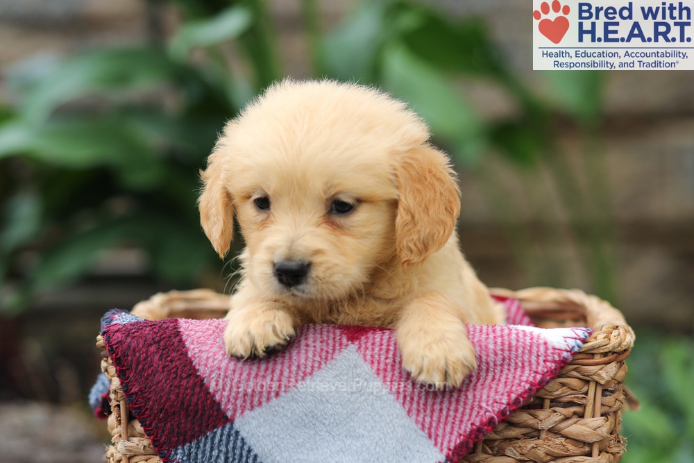 Mia Image of Mia, a Golden Retriever puppy