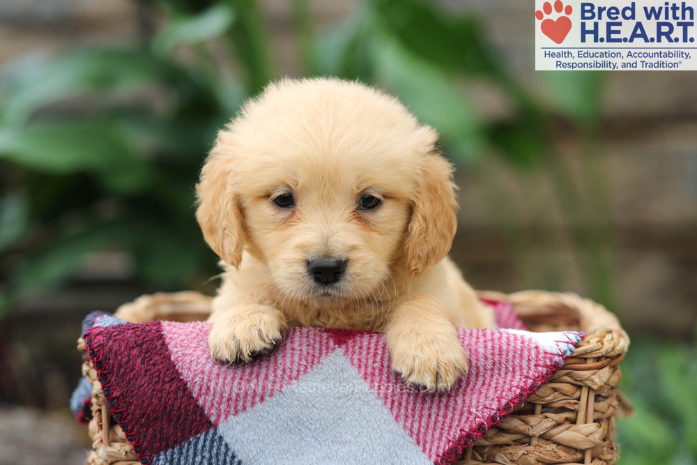 Mia Image of Mia, a Golden Retriever puppy