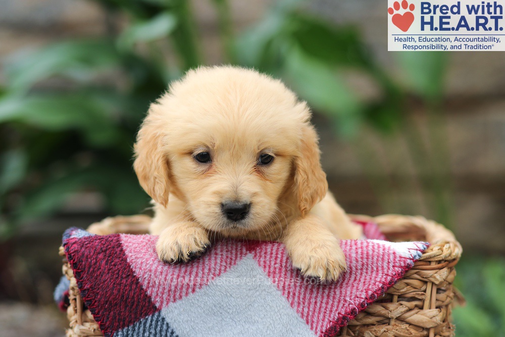 Mia Image of Mia, a Golden Retriever puppy