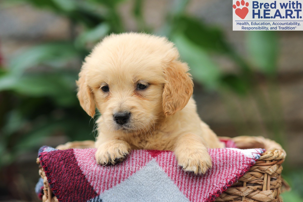 Mia Image of Mia, a Golden Retriever puppy