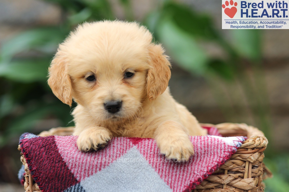 Mia Image of Mia, a Golden Retriever puppy