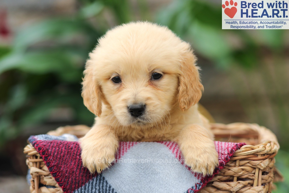 Mia Image of Mia, a Golden Retriever puppy