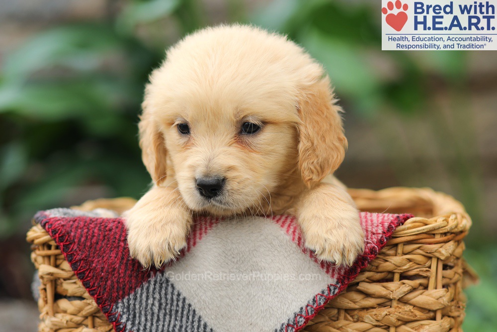 Mia Image of Mia, a Golden Retriever puppy