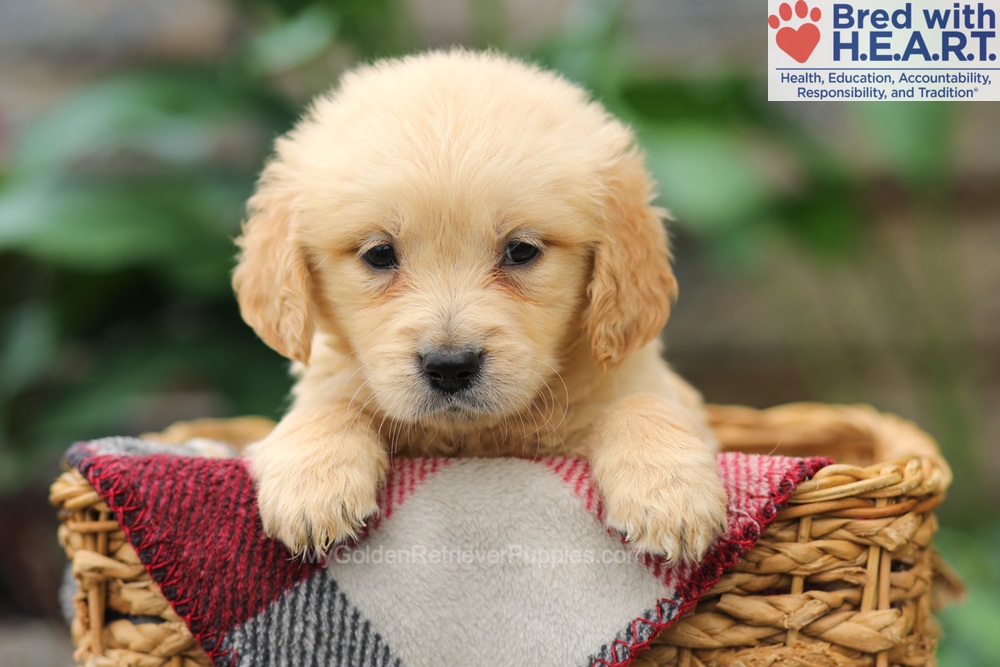 Mia Image of Mia, a Golden Retriever puppy