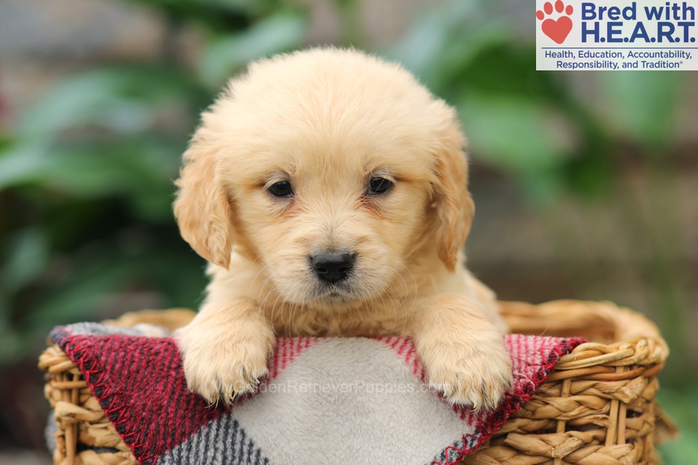 Mia Image of Mia, a Golden Retriever puppy