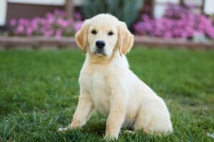 Image of Micah, a Golden Retriever puppy