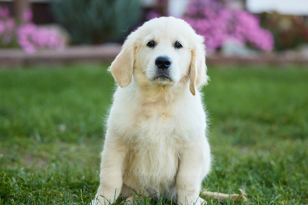 Mick Image of Mick, a Golden Retriever puppy