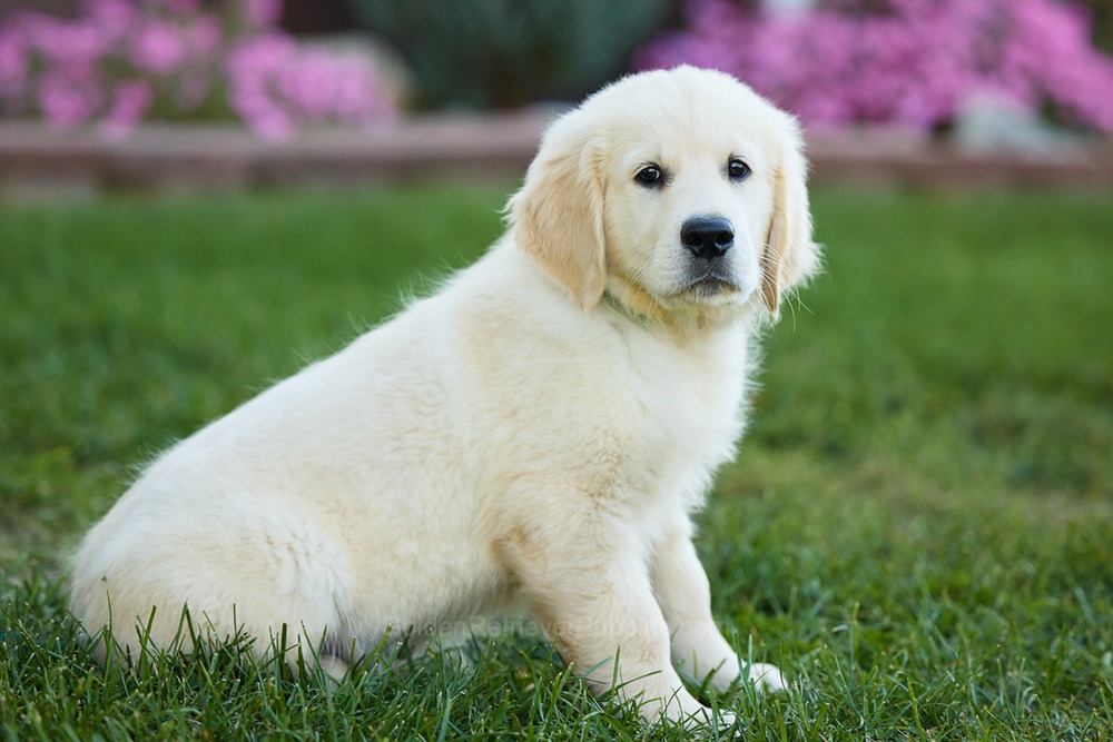 Mick Image of Mick, a Golden Retriever puppy