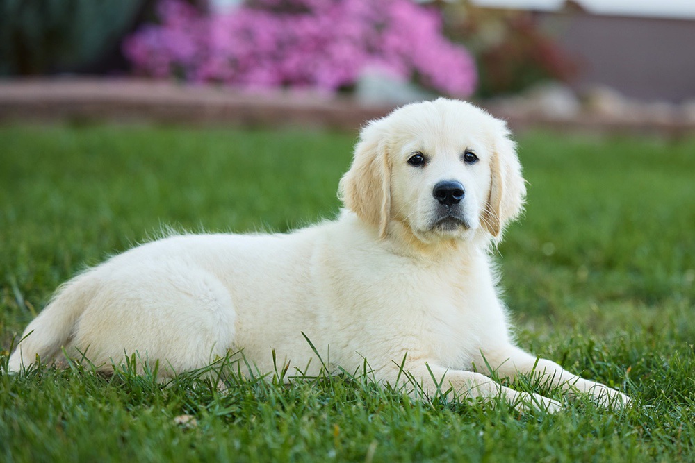 Mick Image of Mick, a Golden Retriever puppy