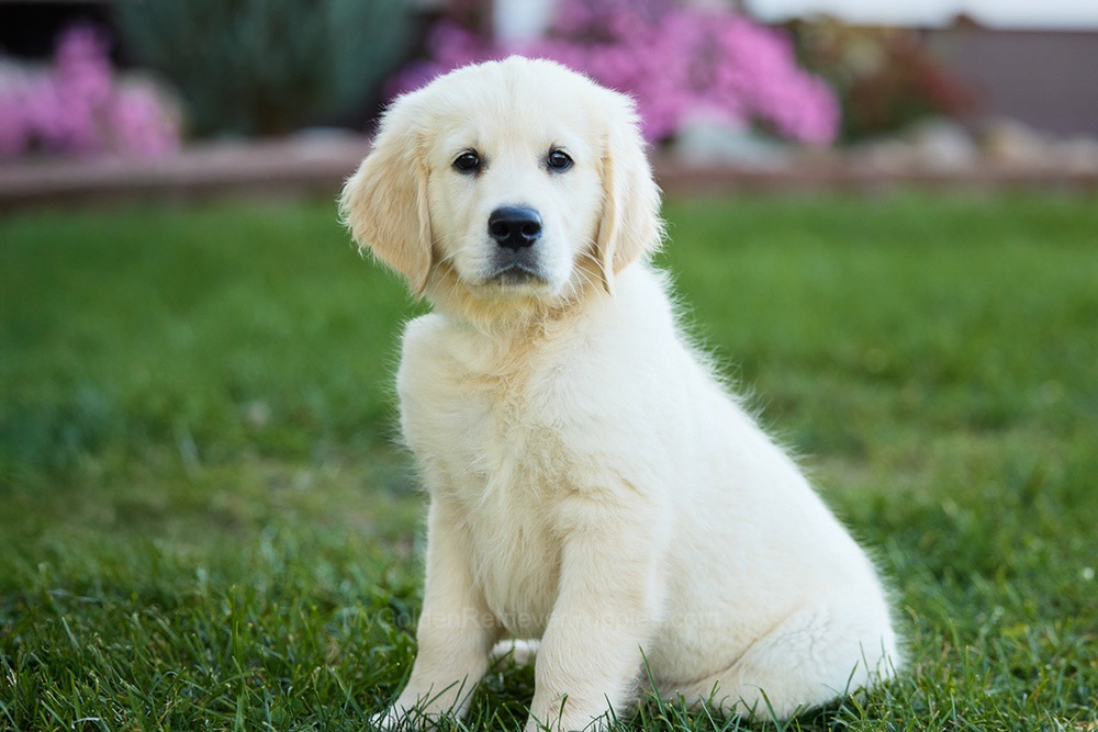 Mick Image of Mick, a Golden Retriever puppy