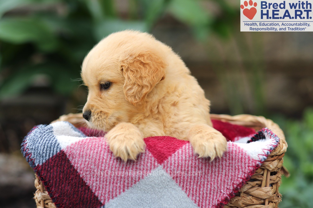 Mickey Image of Mickey, a Golden Retriever puppy