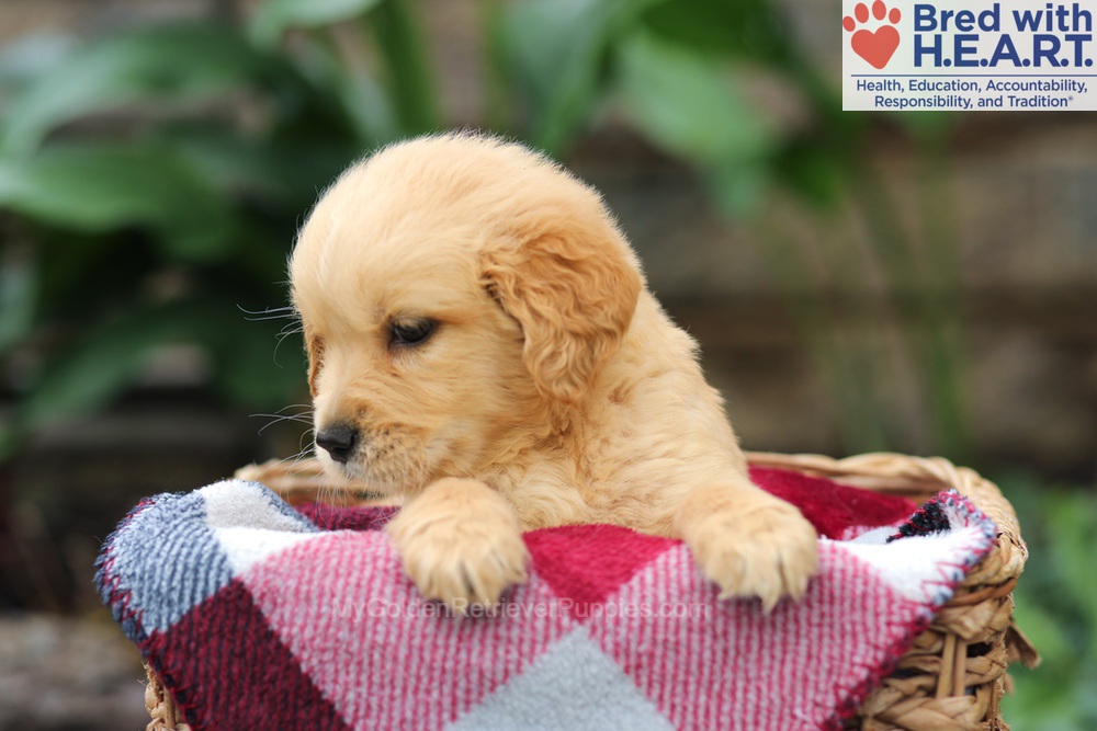Mickey Image of Mickey, a Golden Retriever puppy