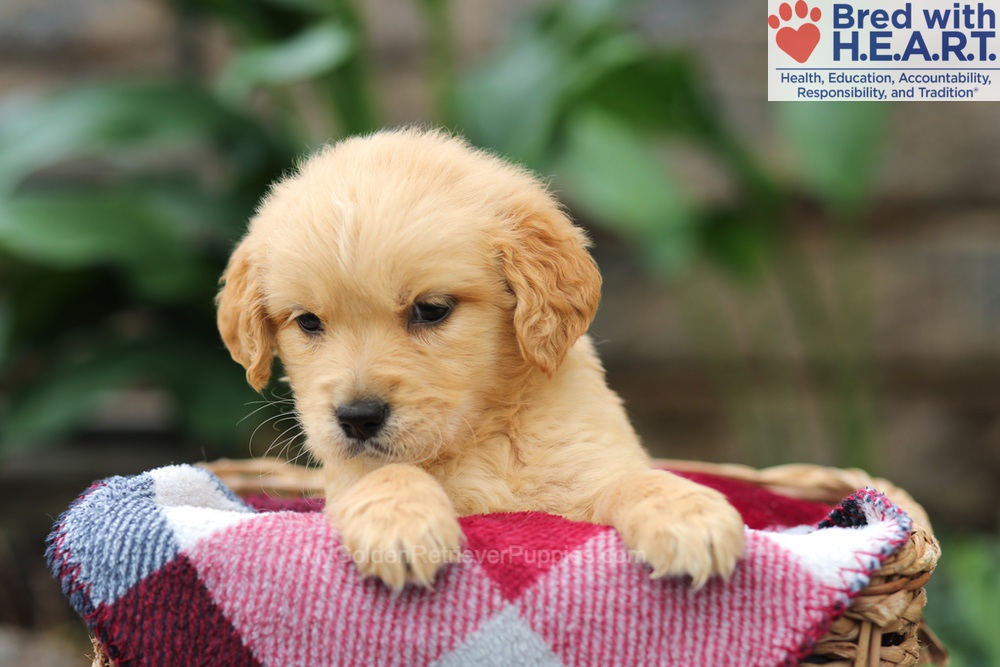 Mickey Image of Mickey, a Golden Retriever puppy