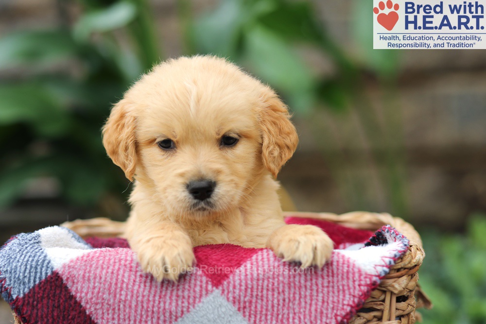Mickey Image of Mickey, a Golden Retriever puppy