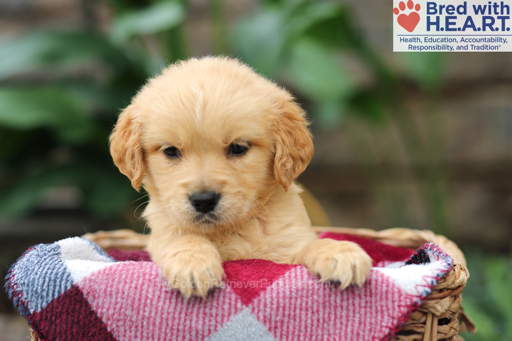 Mickey Image of Mickey, a Golden Retriever puppy