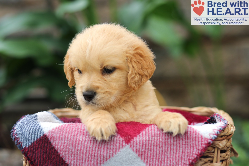 Mickey Image of Mickey, a Golden Retriever puppy