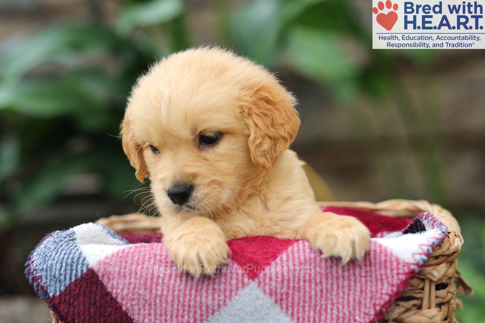 Mickey Image of Mickey, a Golden Retriever puppy