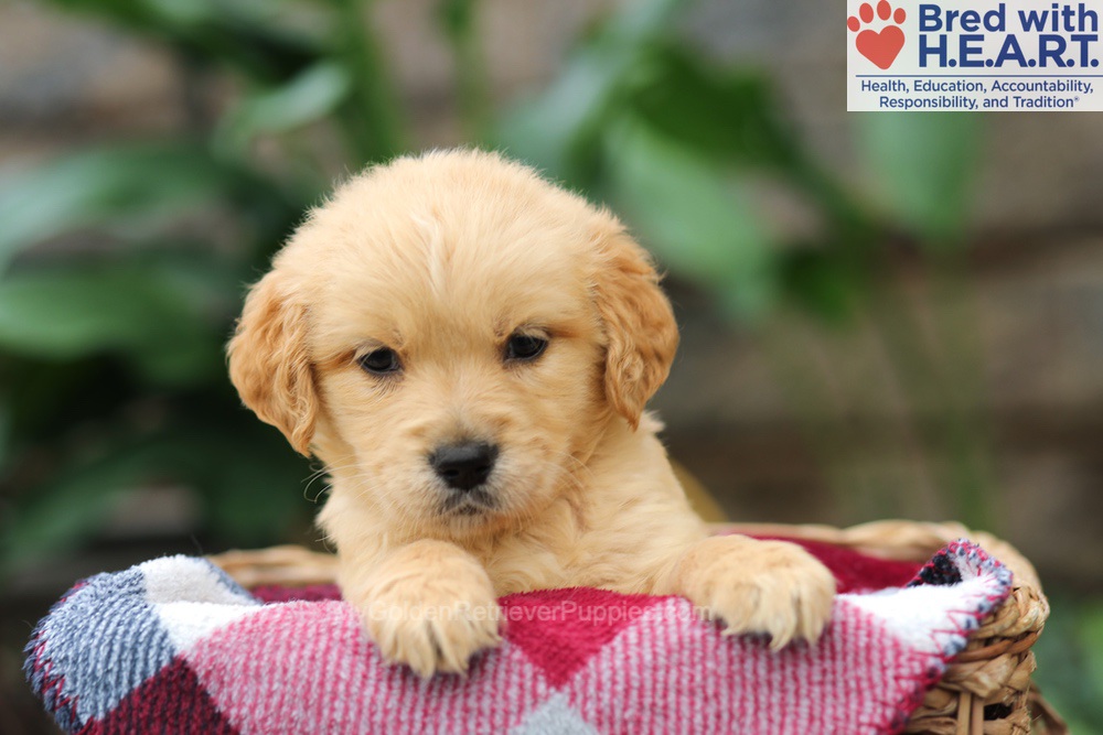 Mickey Image of Mickey, a Golden Retriever puppy