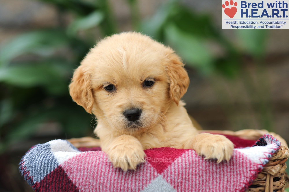 Mickey Image of Mickey, a Golden Retriever puppy