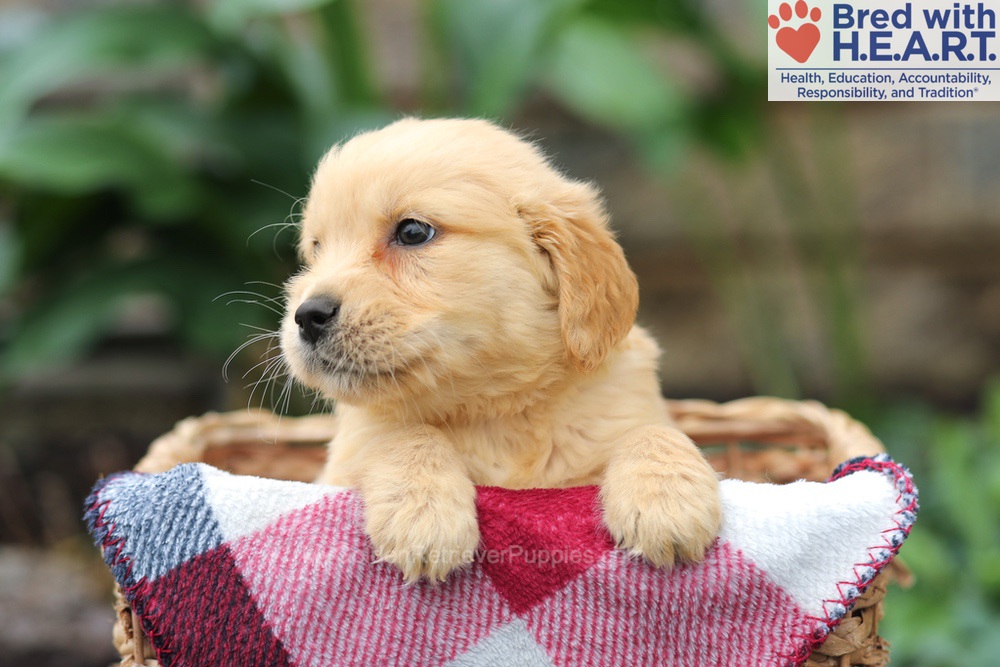 Milo Image of Milo, a Golden Retriever puppy
