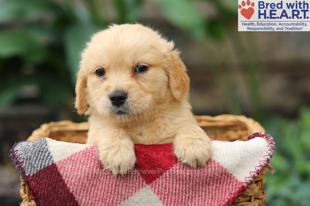 Milo Image of Milo, a Golden Retriever puppy