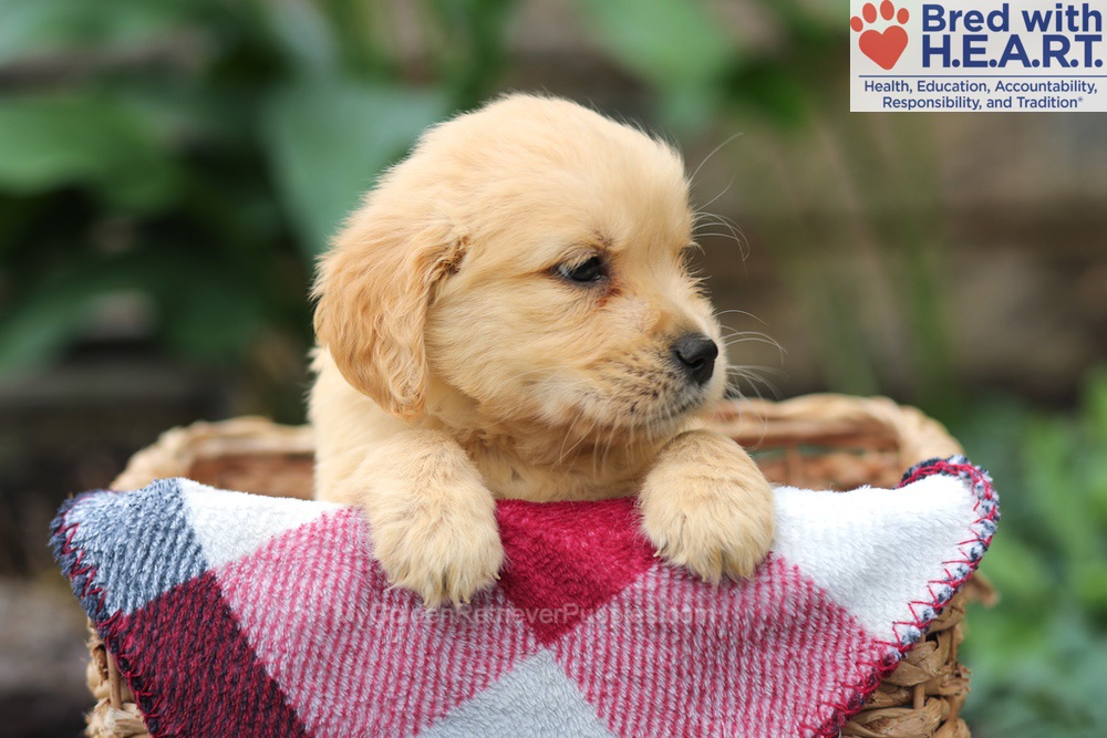 Milo Image of Milo, a Golden Retriever puppy