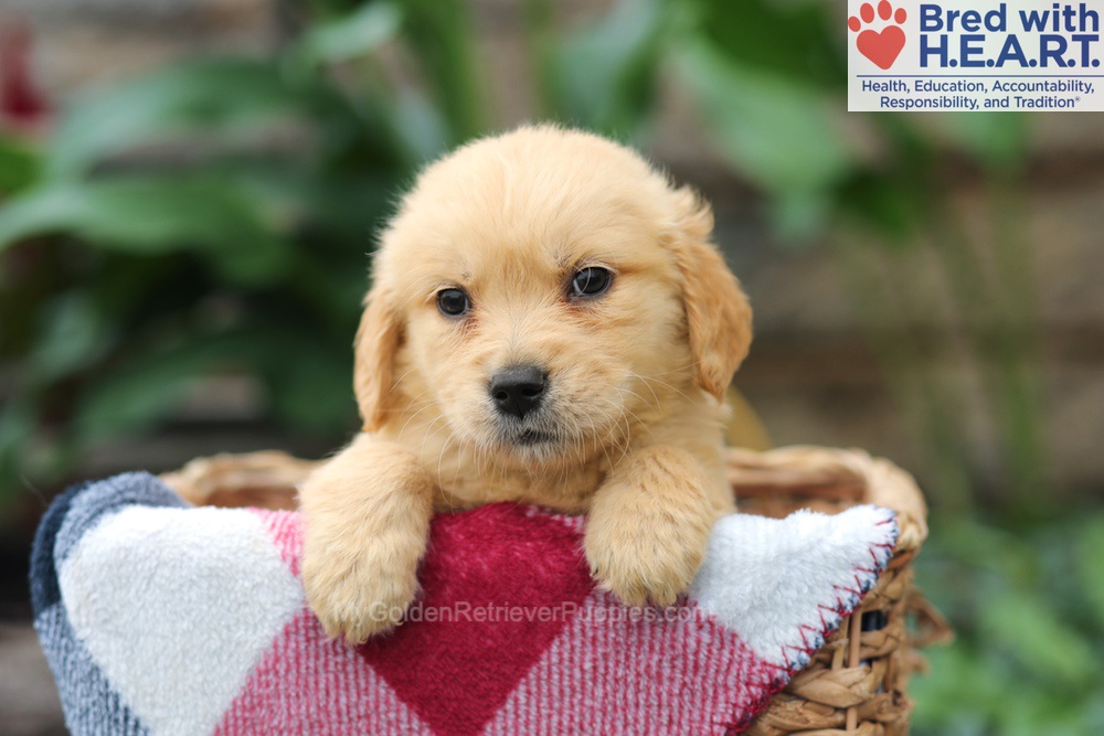 Milo Image of Milo, a Golden Retriever puppy