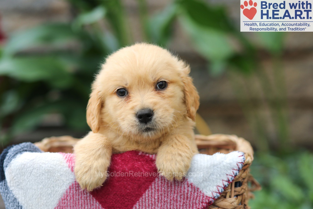 Milo Image of Milo, a Golden Retriever puppy