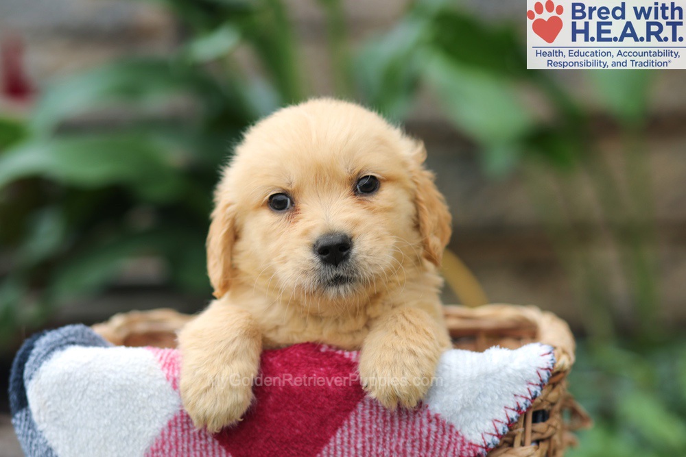 Milo Image of Milo, a Golden Retriever puppy