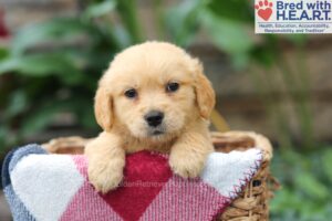 Image of Milo, a Golden Retriever puppy