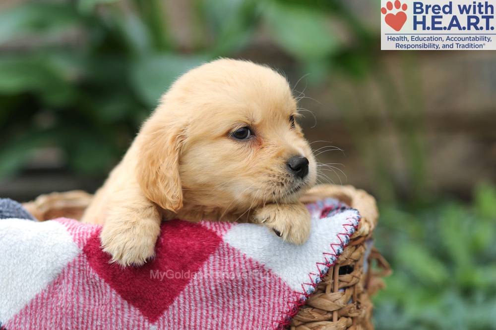Milo Image of Milo, a Golden Retriever puppy