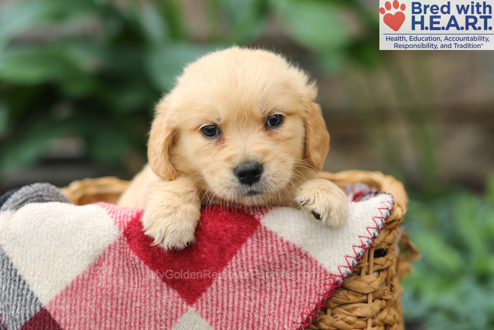 Milo Image of Milo, a Golden Retriever puppy