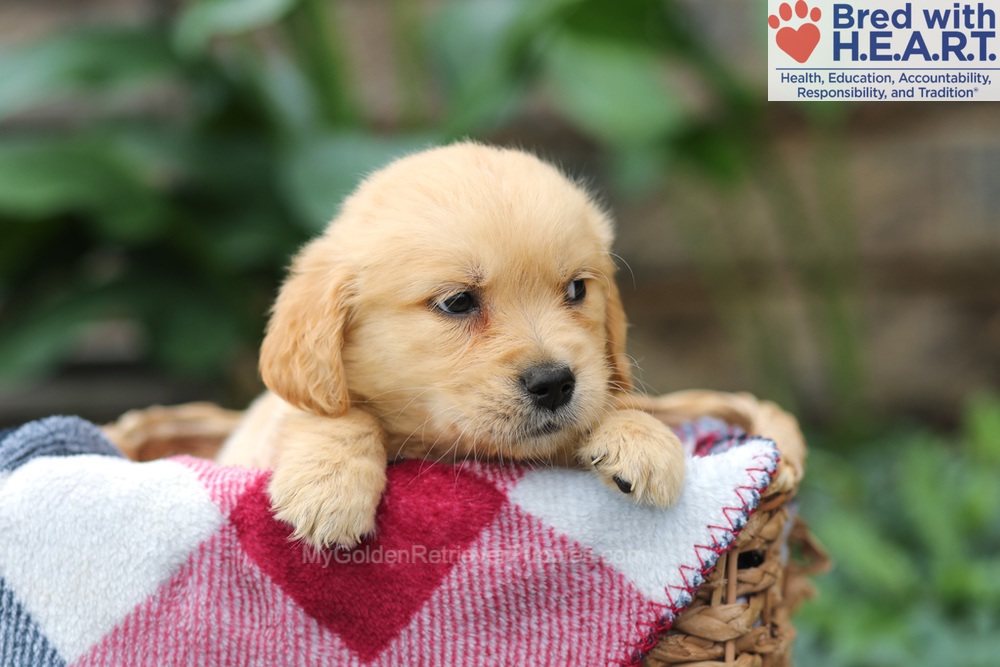 Milo Image of Milo, a Golden Retriever puppy