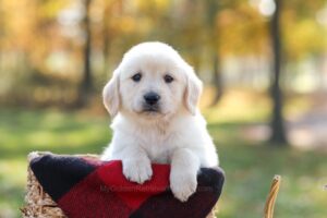 Image of Mitch, a Golden Retriever puppy
