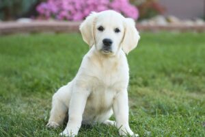 Image of Myla, a Golden Retriever puppy