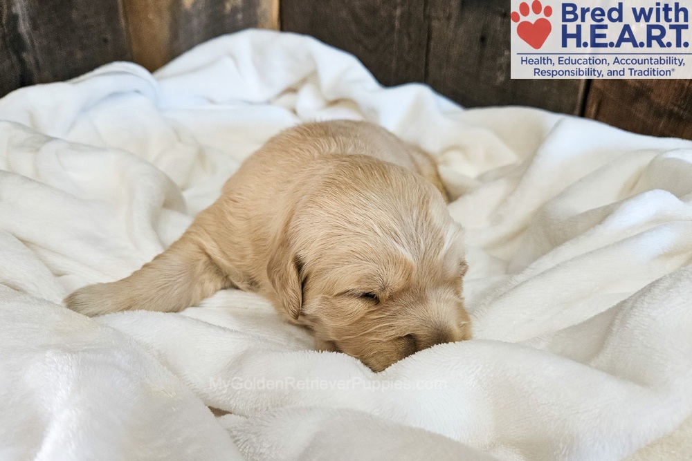 Nova Image of Nova, a Golden Retriever puppy