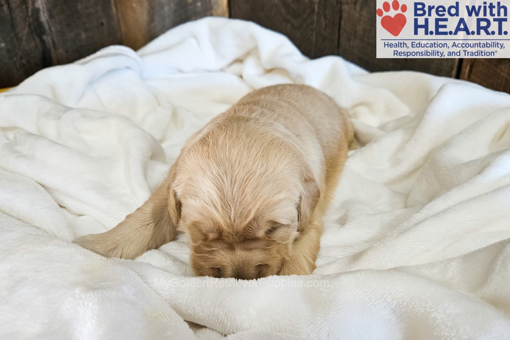 Nova Image of Nova, a Golden Retriever puppy