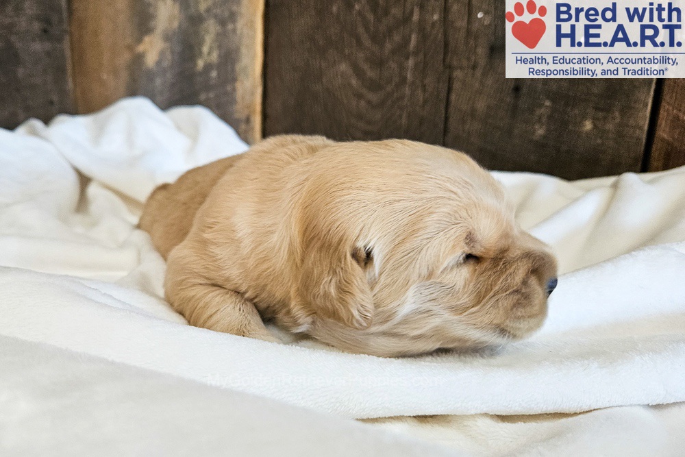 Nova Image of Nova, a Golden Retriever puppy